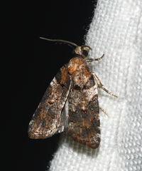 Acleris variana