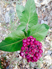 Asclepias cordifolia