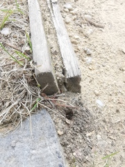 Cerceris