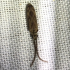 Tenomerga cinerea