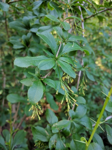 European barberry