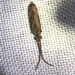 Tenomerga cinerea