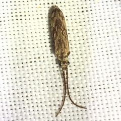 Tenomerga cinerea