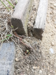 Cerceris