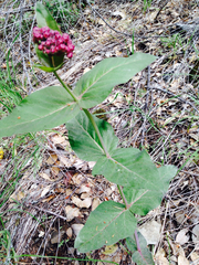 Asclepias cordifolia