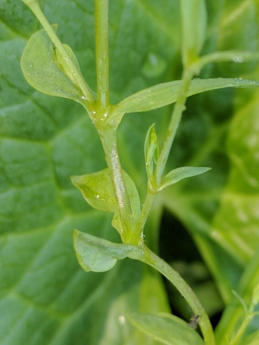 Stellaria uliginosa iNat (3)