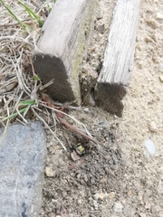 Cerceris