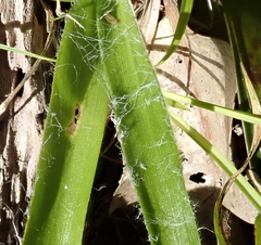 Luzula acuminata acuminata