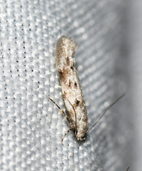 Coleotechnites coniferella