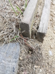 Cerceris