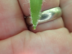 Luzula acuminata acuminata