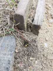 Cerceris