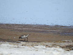 Charadrius alticola