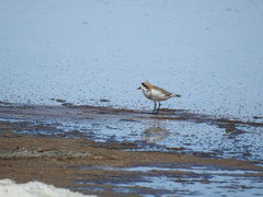 Charadrius alticola