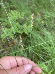 Carex prairea