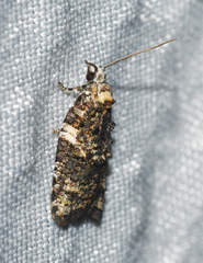 Acleris variana