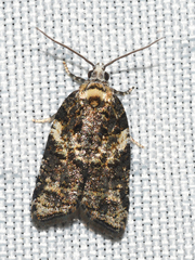Acleris variana
