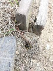 Cerceris