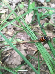 Cryptocephalus loreyi