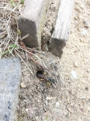 Cerceris