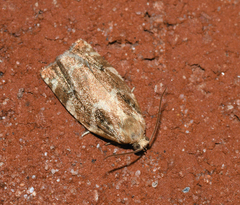 Archips semiferanus