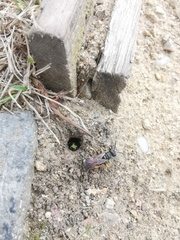 Cerceris