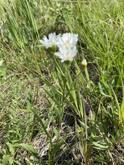 Solidago ptarmicoides