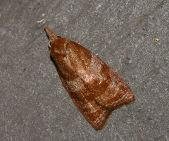 Cenopis diluticostana