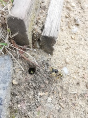 Cerceris