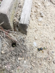 Cerceris