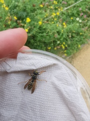 Polistes dominula