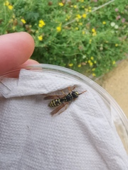 Polistes dominula