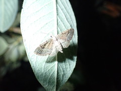 Eupithecia unicolor