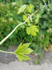 Humulus lupulus