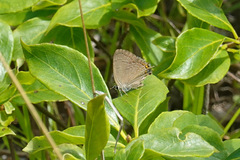 Satyrium kingi