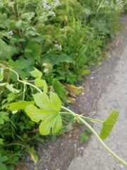 Humulus lupulus