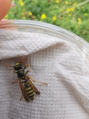 Polistes dominula