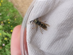 Polistes dominula