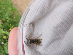 Polistes dominula