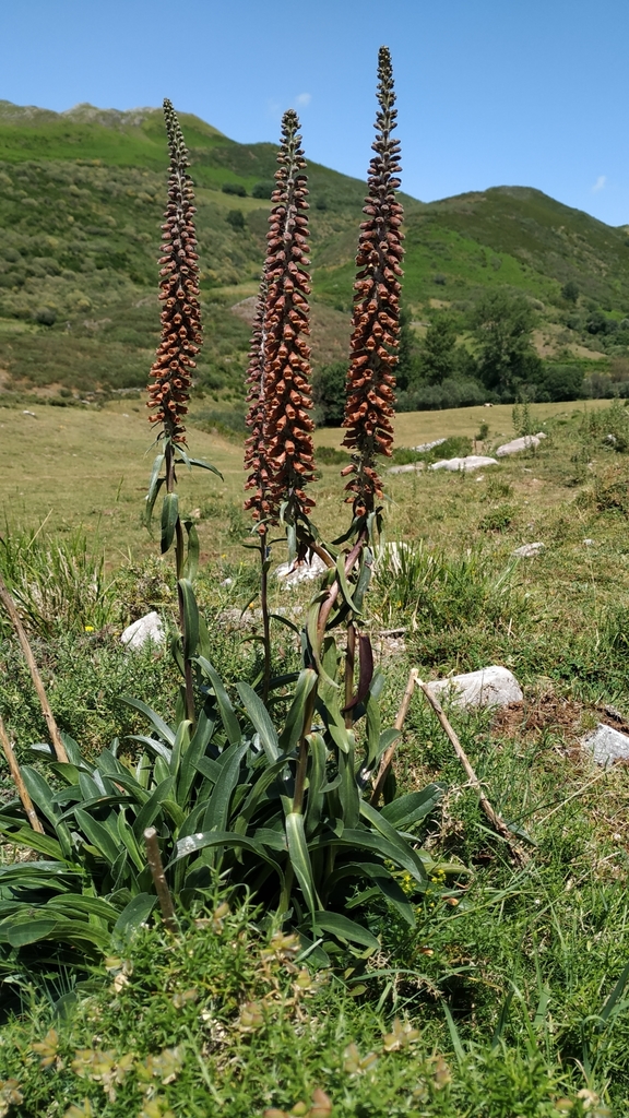 Tubiflorae