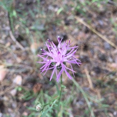 Centaurea borysthenica