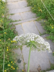 Daucus carota