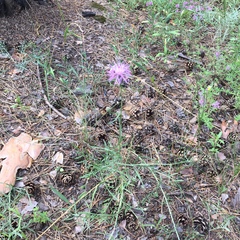 Centaurea borysthenica