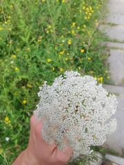Daucus carota