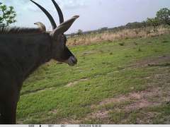 Hippotragus equinus