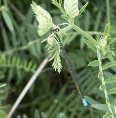 Ischnura verticalis
