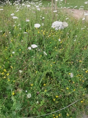 Daucus carota