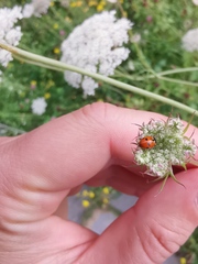 Hippodamia variegata