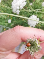 Hippodamia variegata