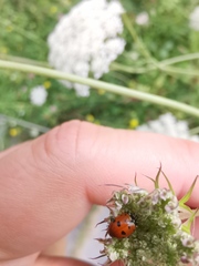 Hippodamia variegata